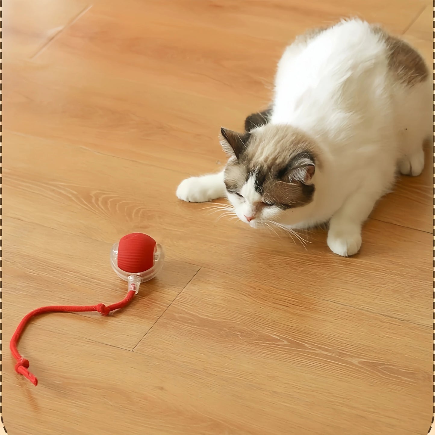 Pet Rolling Ball